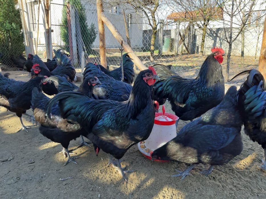 Ouă australorp pentru incubat