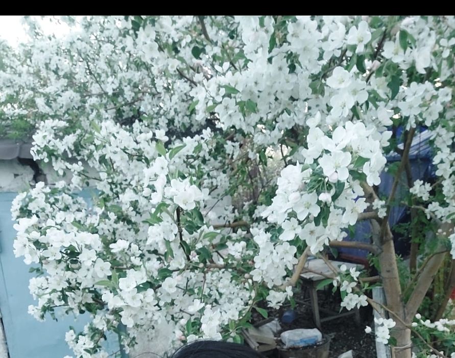 Продаю дачу в Черемушках