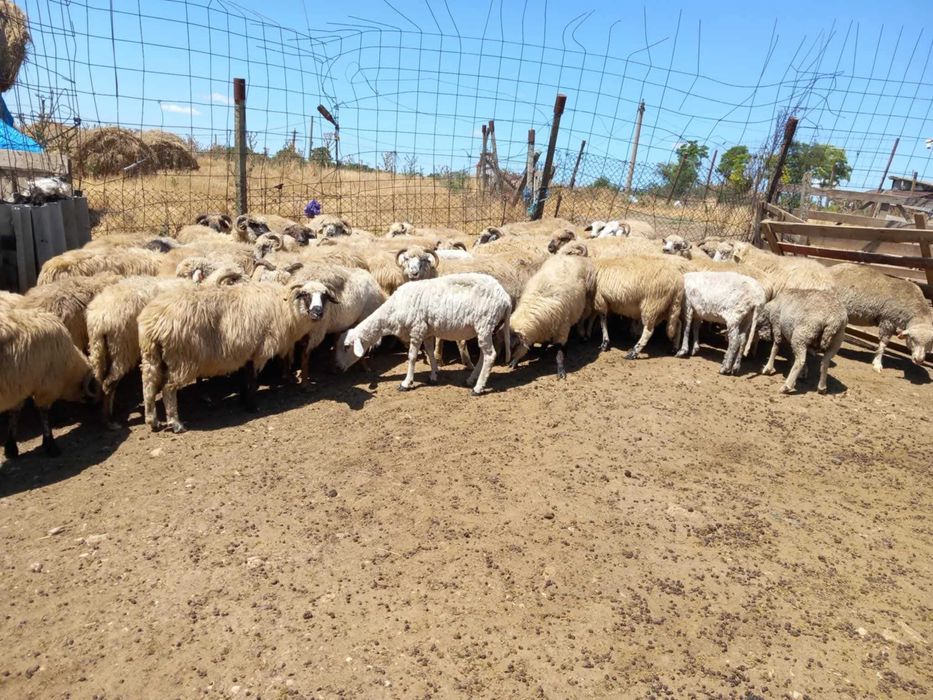 Oi turcane  de vânzare