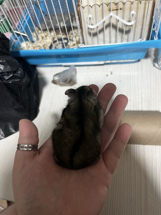 Хомяк джунгарский
