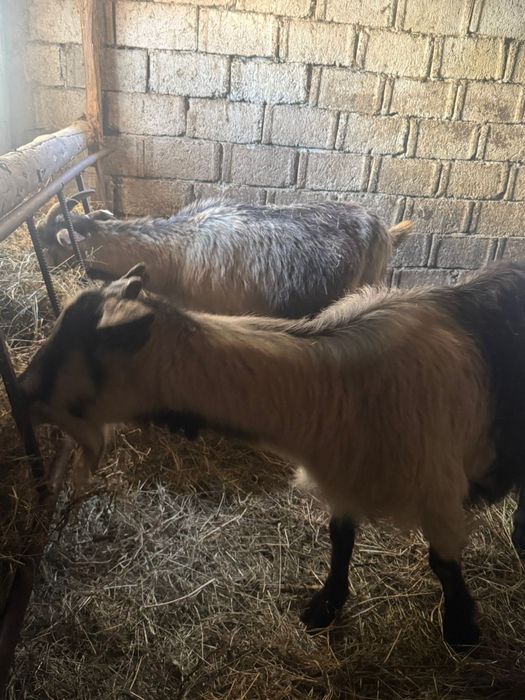 Capre de vânzare de rasa