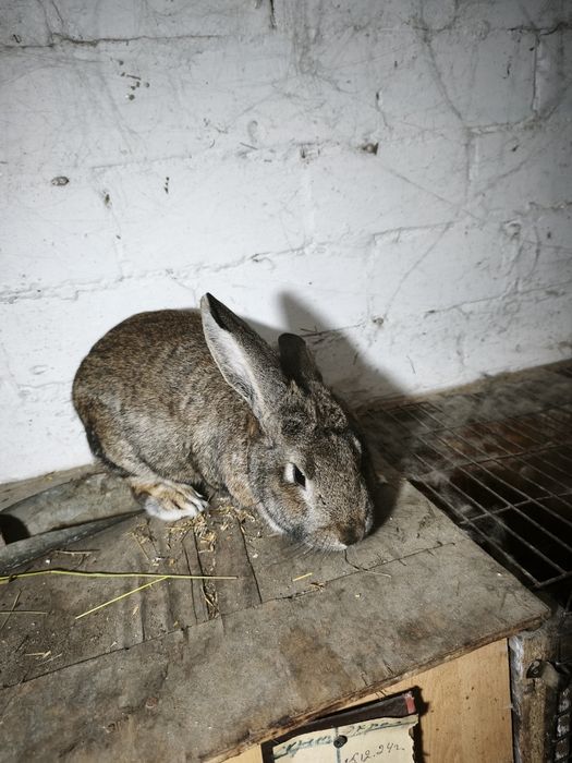 Продам кроликов.