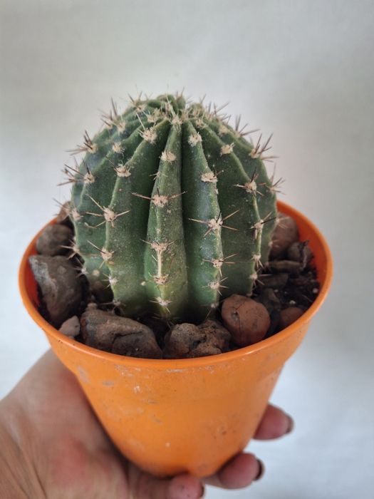 Кактус  комнатный