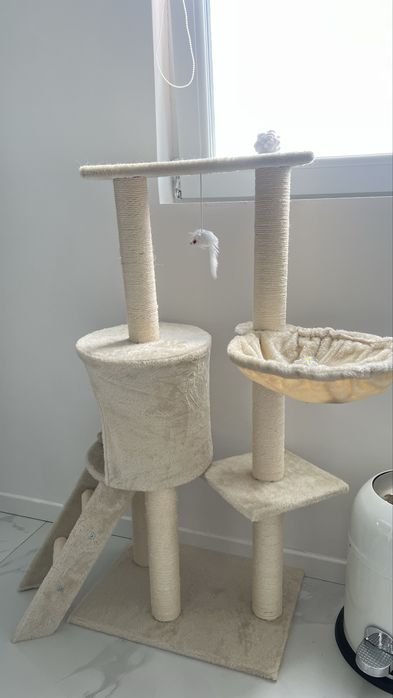 Ansamblu catarat pisici