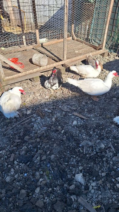 Rățoi Leșești (Rațe mute)