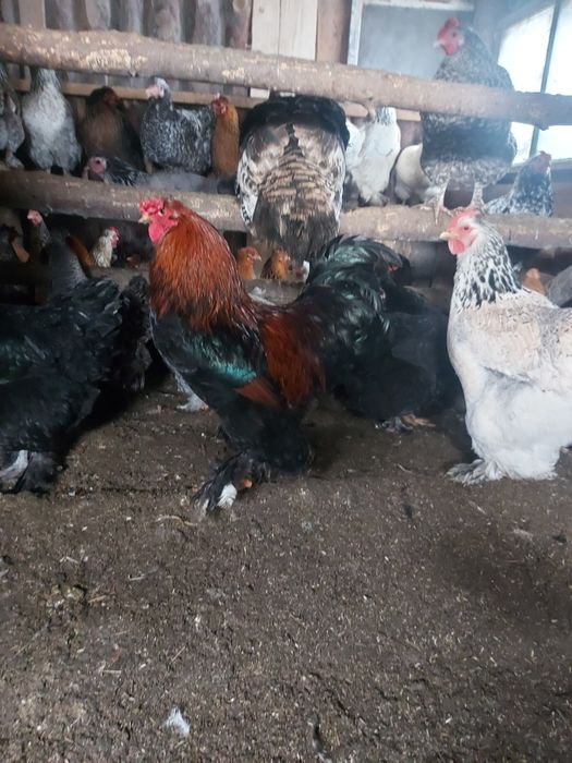 Продам петуха брама