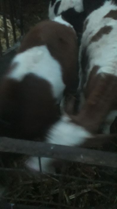 Vand vitel baltata românească