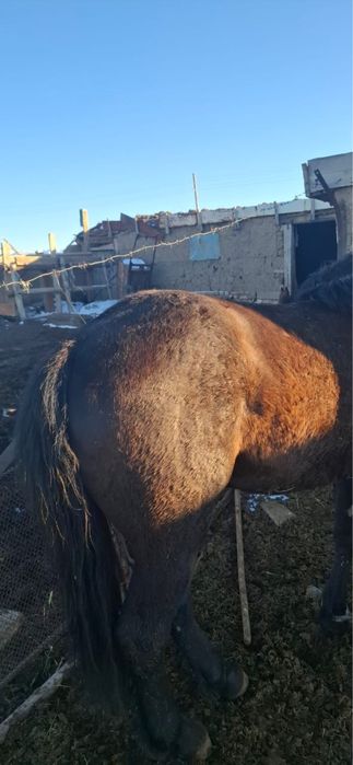 Откорм 5 бас 2 жасар