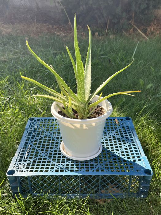 Комнатные цветы Алоэ вера