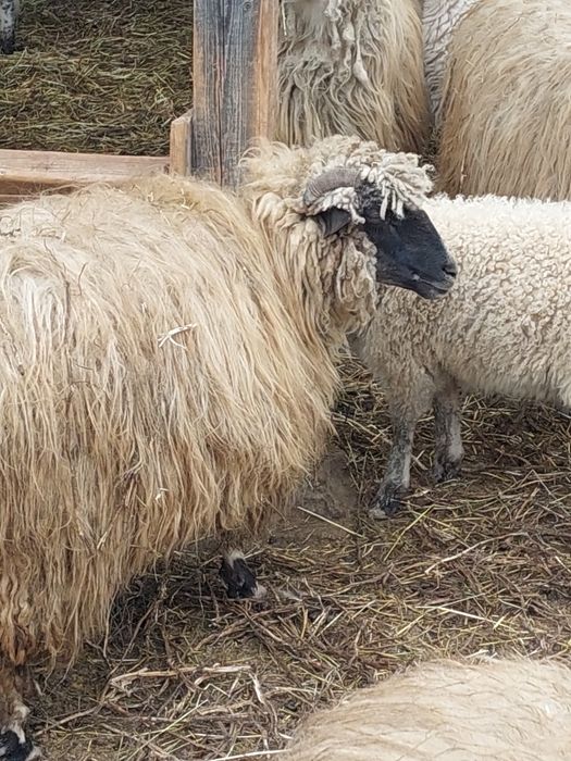 Oi cu miei de vânzare