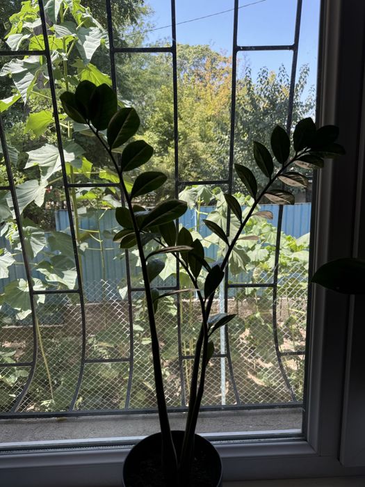 Замиокулькас