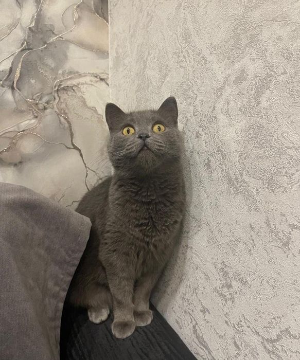 Британская кошечка в добрые руки