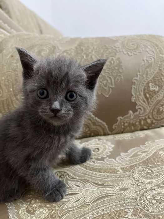 Отдам котят в хорошие руки