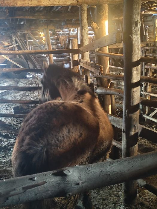 Ұрғашы тай на соғым