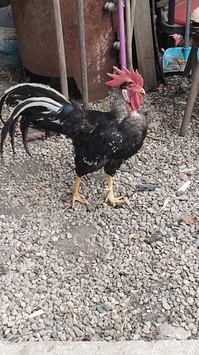 Pereche de găini italiene negru-bobat