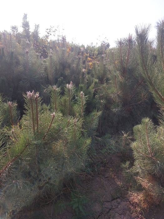 Qirim sosnasi — Samarqand Agro Dizayn kompaniyasidan manzarali ko‘chat