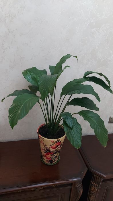 Спатифиллум,женское счастье.Продаю.