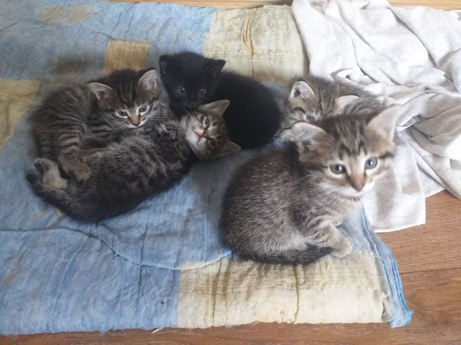 Дарю котят в Майкудуке