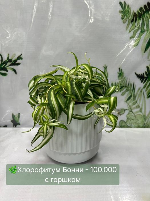 Комнатные цветы в продаже!
Нежная, красивая и станет прекрасным украше