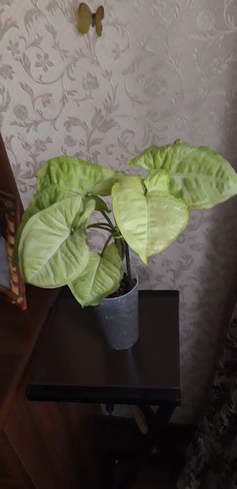 Сингониум Лайм грин