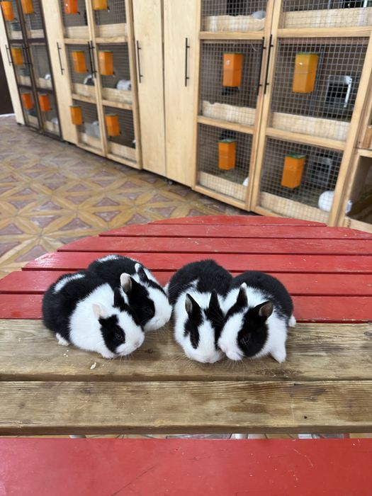 Karlikviy quyon bolari Sotuvda