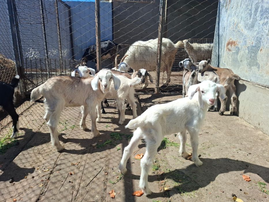 Ешкі лақтары сатылады