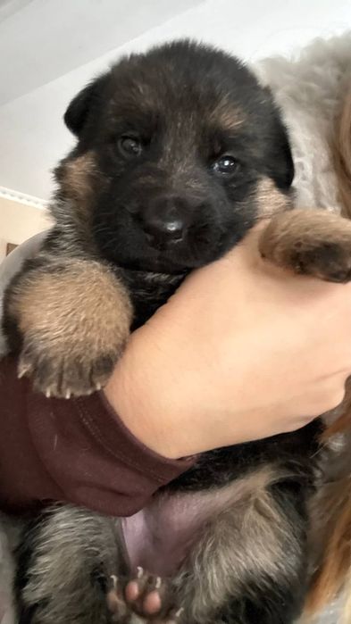 Продам щенков немецкой овчарки