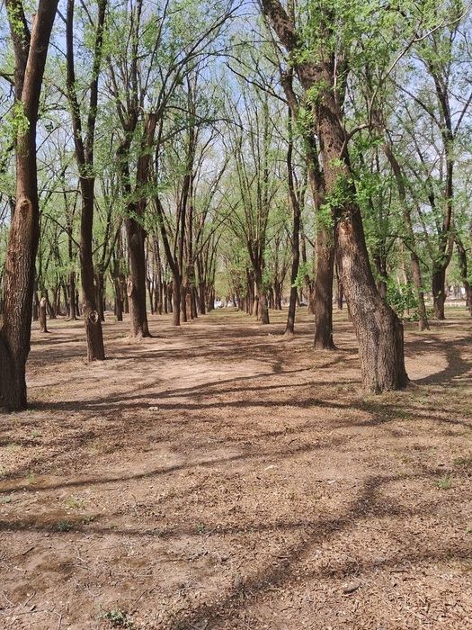 Обрезка дерево,быстро,качественно,вывоз
