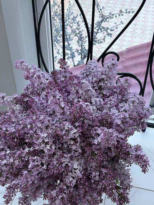 Сирень в Актау !