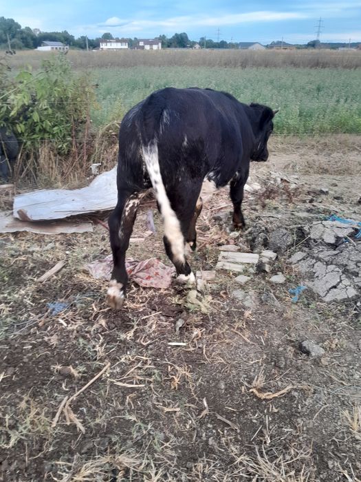 Vând 2 tăurași de rasă
