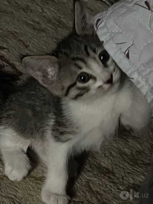 СРОЧНО! отдам в добрые руки милого котенка