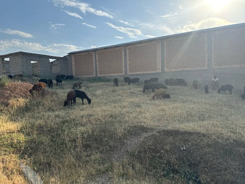 Ер сарка махалла м 1