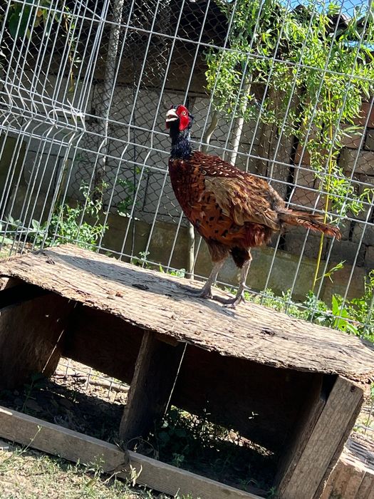 Vând familie fazani