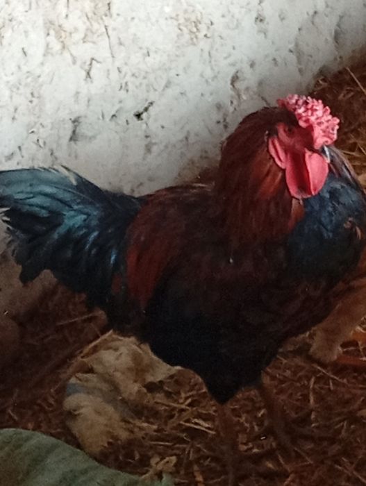 Xuroʻz sotiladi 5-oylik