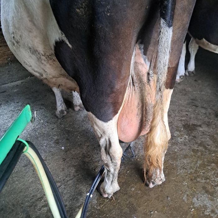 Vanb vaca de lapte