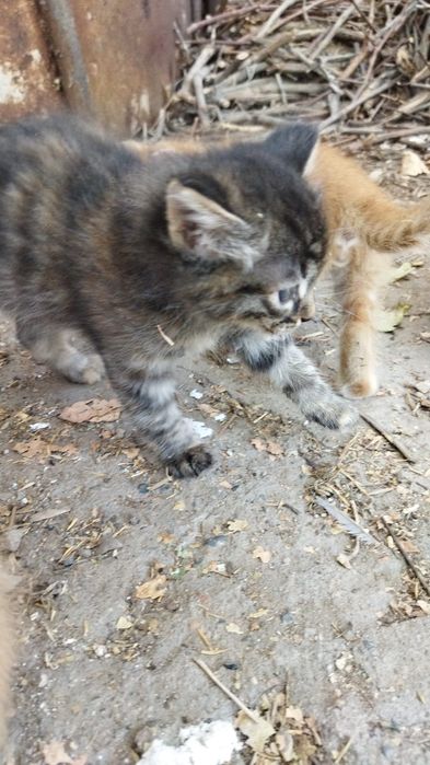 Котята г.Шу сибирская