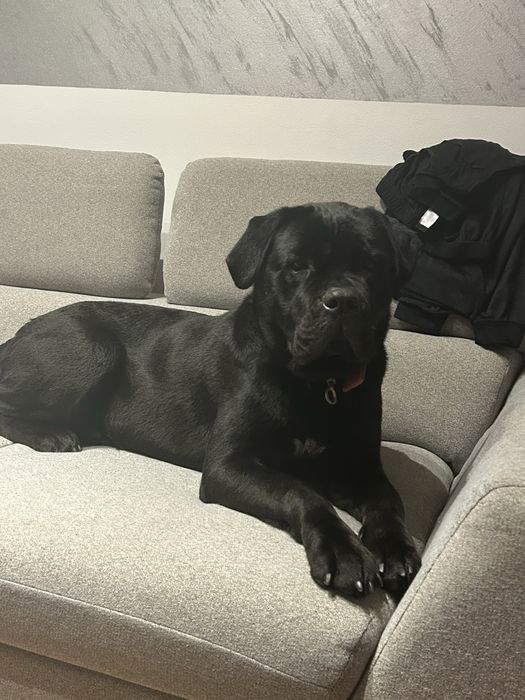Hexi femela Cane Corso