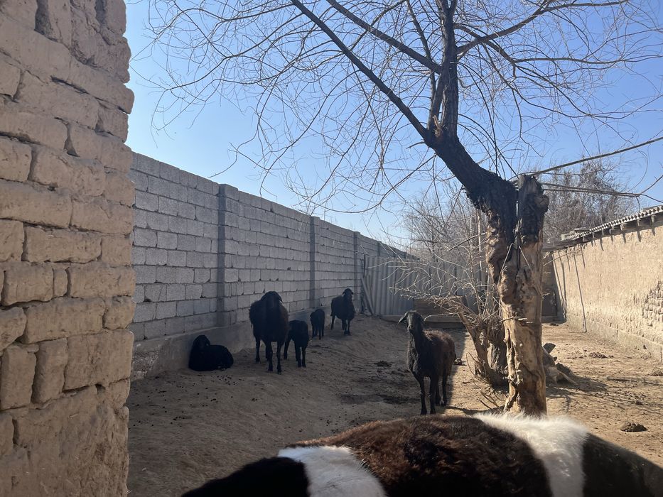 Қой қозысымен бұзаулар