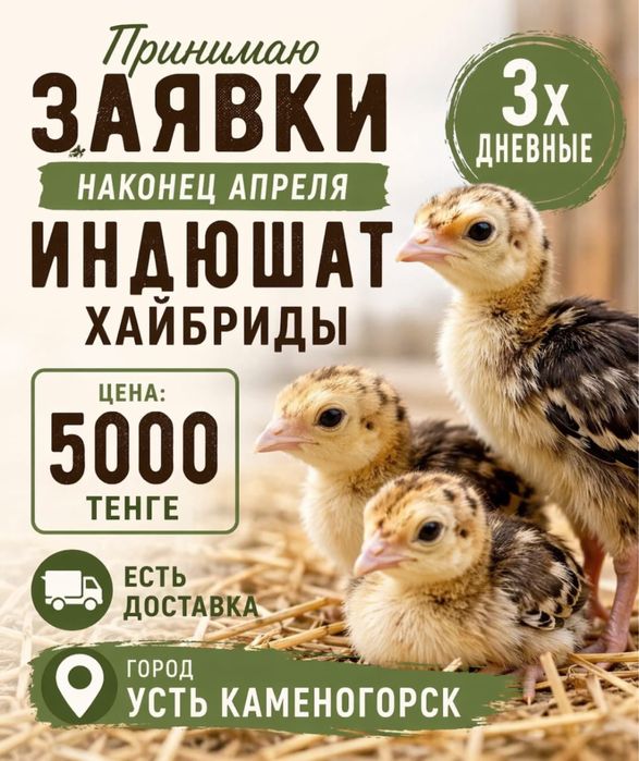 Индюшата хайбриды