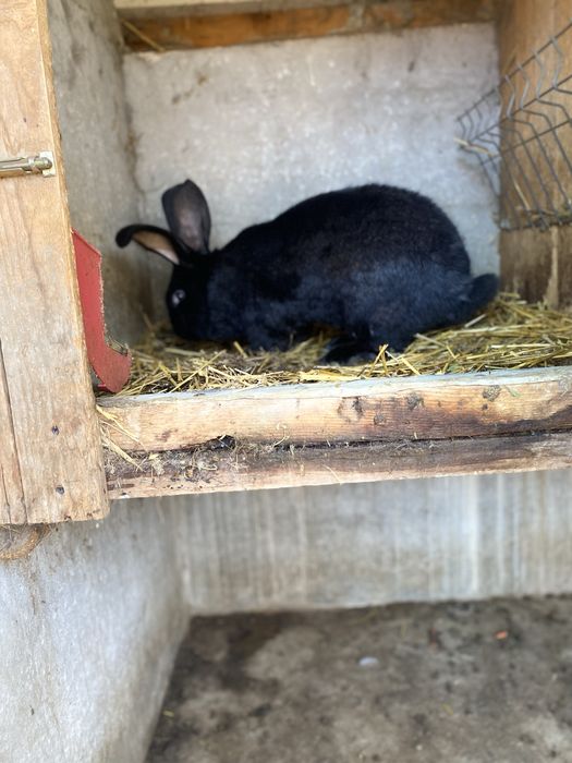 Iepuri de vanzare UG