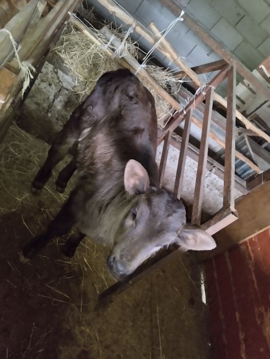 Продаются телочки