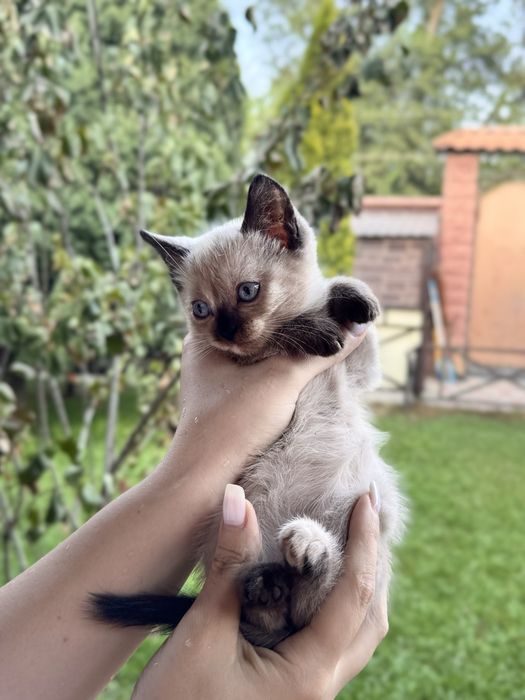 котята ,отдадим в хорошие руки