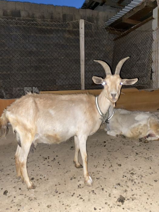 Ешкі сатылады 2ші тума