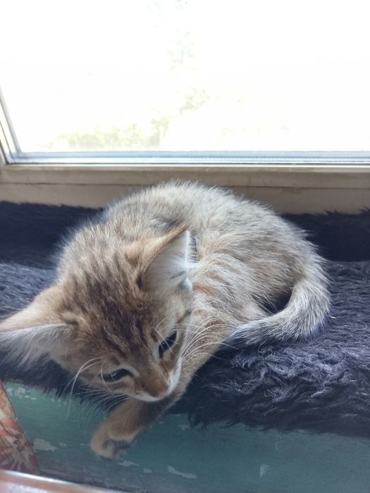 Отдам котёнка в хорошие руки