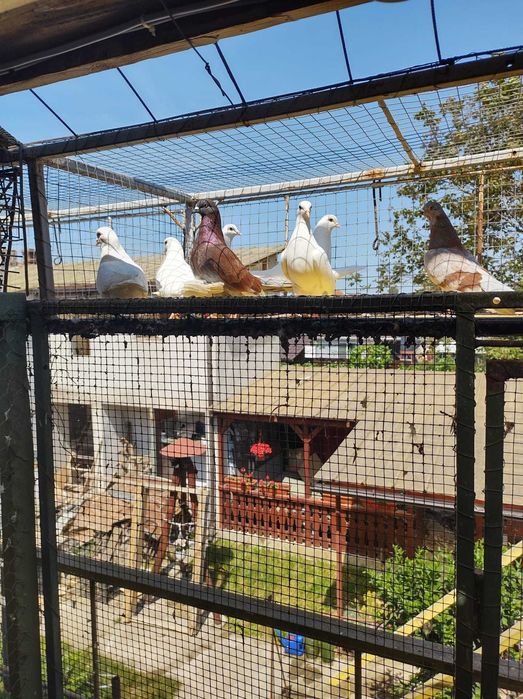 Porumbei Tippler Englez și Ciung de Ploiești