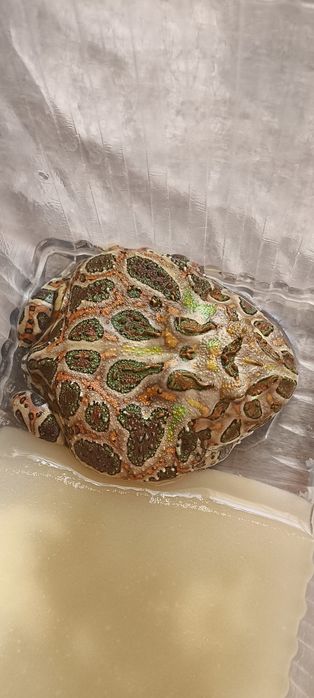 Лягушка рогатка (чакская кранвелла)