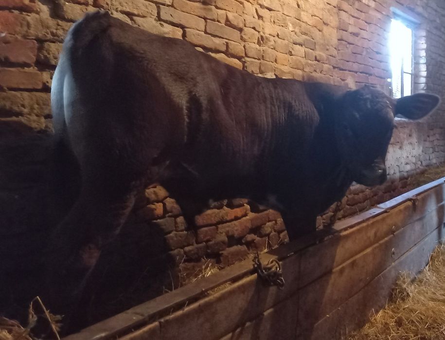 Vând 2 viței Angus