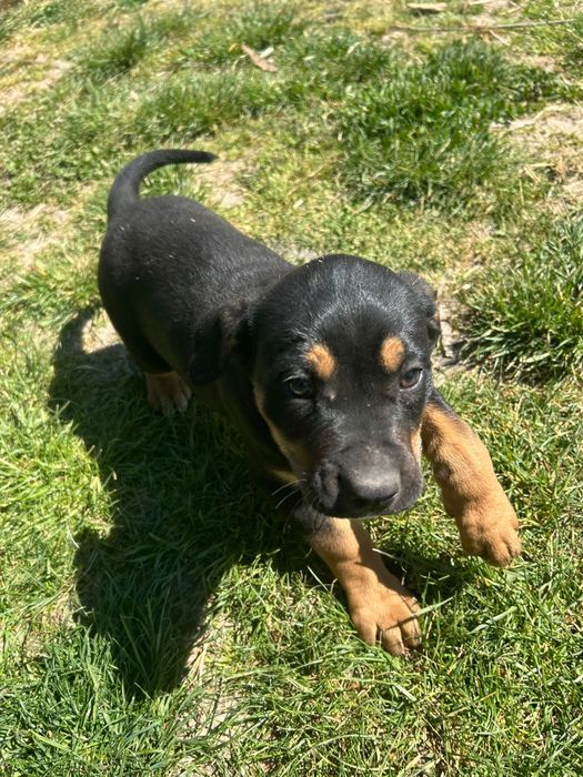 Disponibil pt doritori