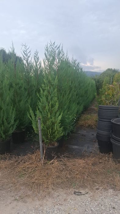 Vând tuia leylandii chiparos la ghiveci 2,50 3m