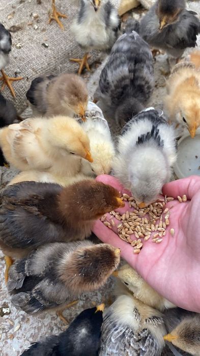 Цыплята несушки и бройлеры.
